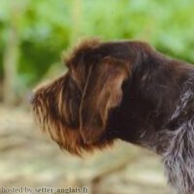 Griffon Korthals SERPETTE DES RIVES DE L'AURE Griffon Korthals SERPETTE DES RIVES DE L'AURE